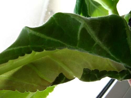hoja de gloxinia