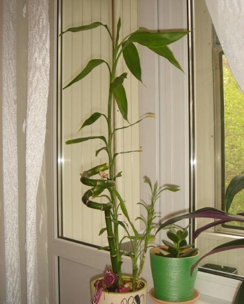 bambú en la ventana