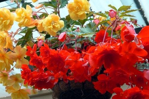 hermosas begonias