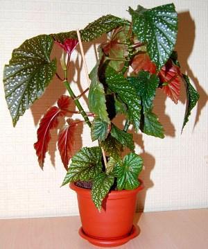 begonia de interior