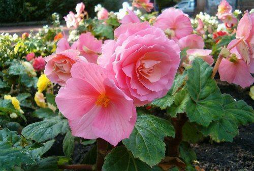 flores de begonia