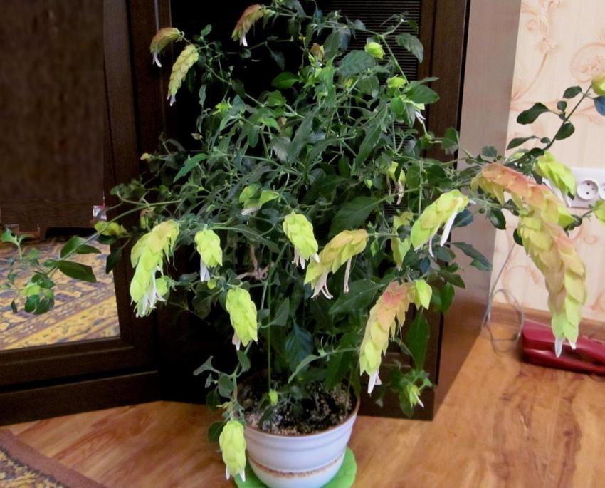 beloperona en flor