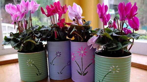 comment prendre soin du cyclamen