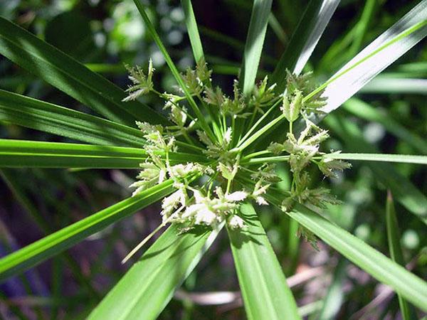 cypérus en fleurs