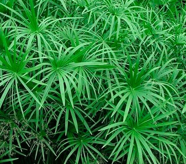 cuidado de cyperus