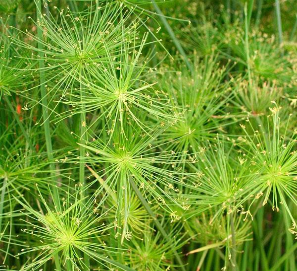 cyperus creciente