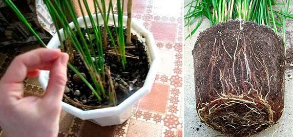 trasplante de cyperus