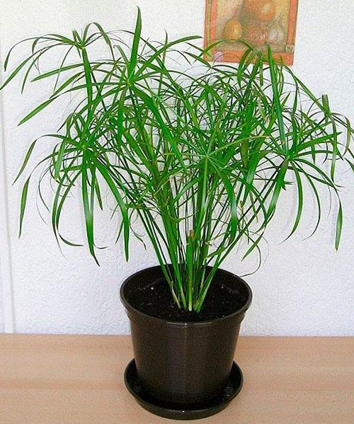 cómo cuidar cyperus en casa