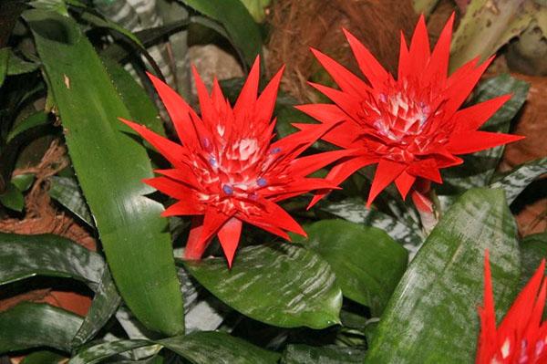 floraison lumineuse