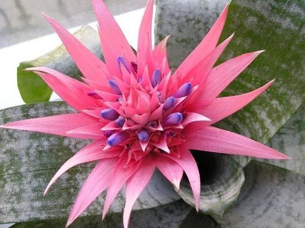 comment prendre soin d'une fleur d'ehmeya