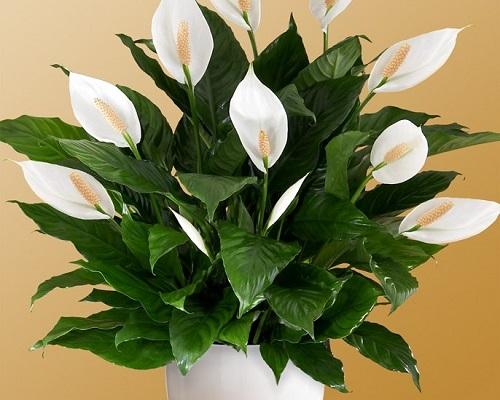 spathiphyllum floreciente