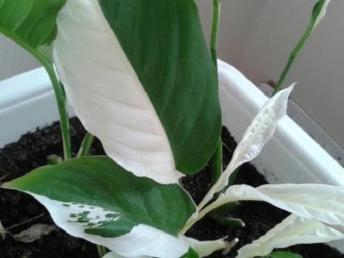 spathiphyllum con hojas abigarradas