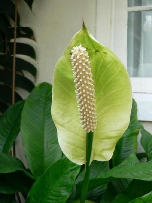 spathiphyllum que se desvanece