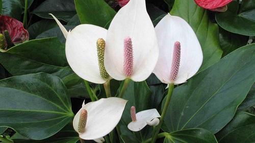 spathiphyllum