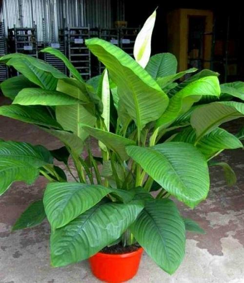 spathiphyllum con hojas grandes