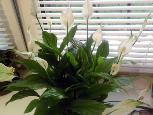 spathiphyllum en la ventana