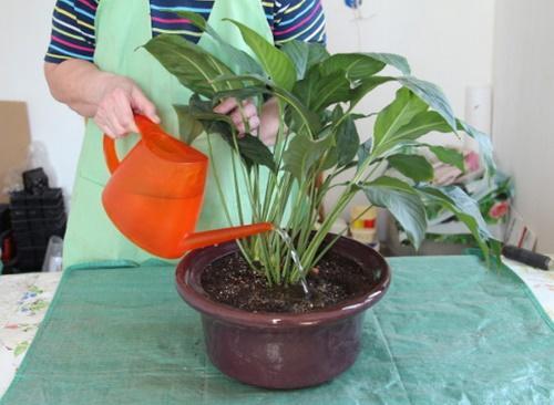 arrosage spathiphyllum