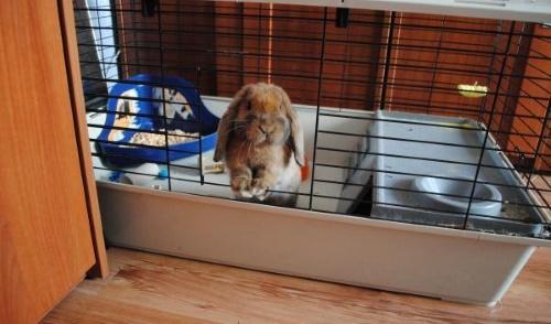 lapin en cage