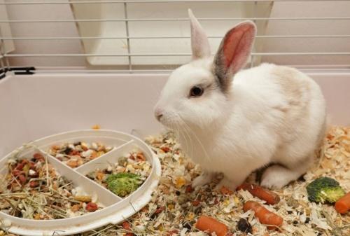 régime de lapin