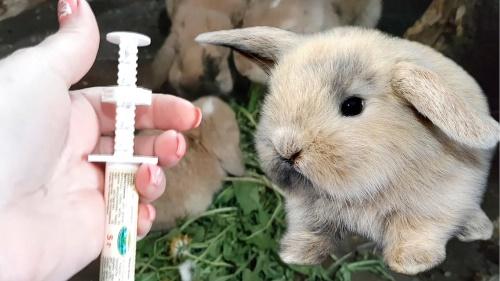 vacunación de conejo