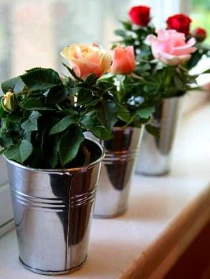 roses en pot