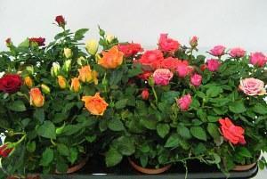 roses à la maison