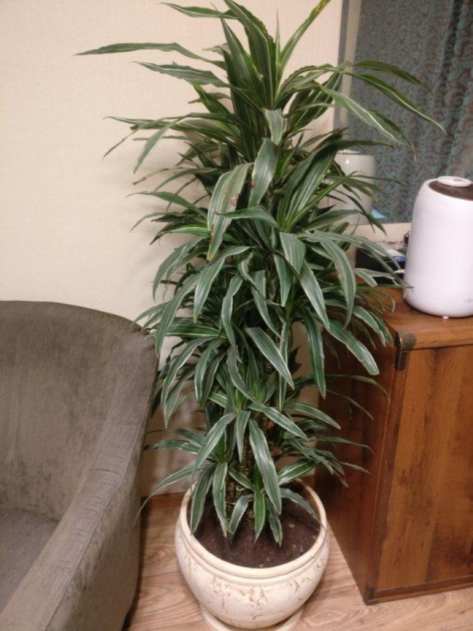 Dracaena deremskaya