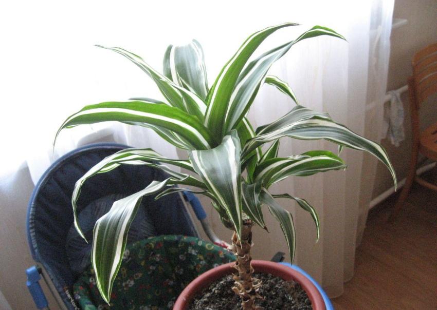 éclairage pour dracaena