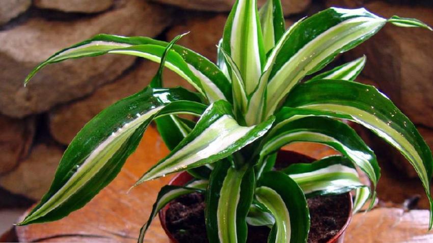 prendre soin de dracaena