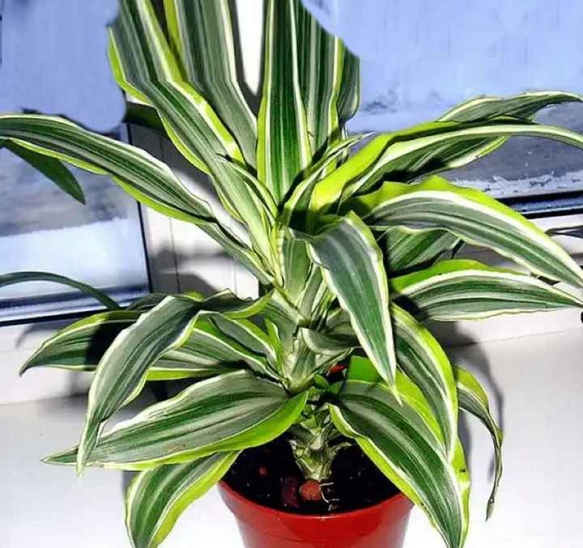 cómo cuidar dracaena deremska