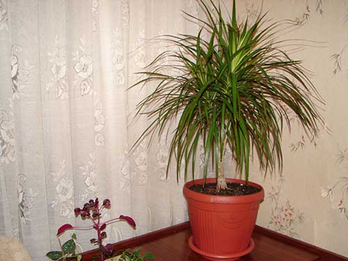 comment prendre soin de dracaena à la maison