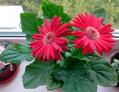 gerbera en la ventana