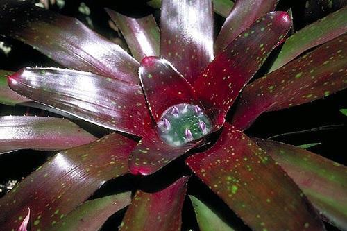 arrosage guzmania