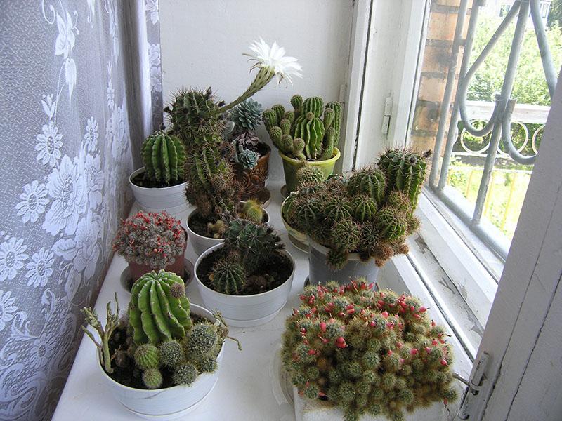 luz natural para cactus