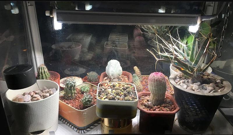 éclairage supplémentaire de cactus