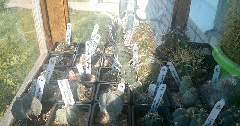 cultivo de nuevos especímenes de cactus