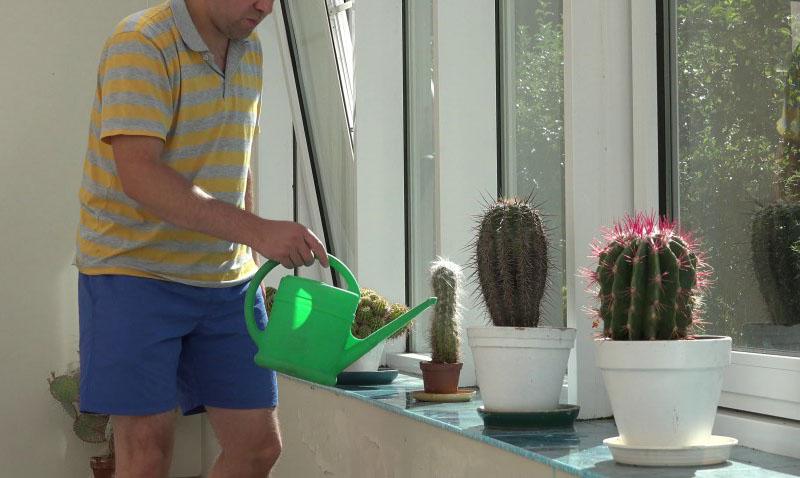 mode d'arrosage pour les cactus