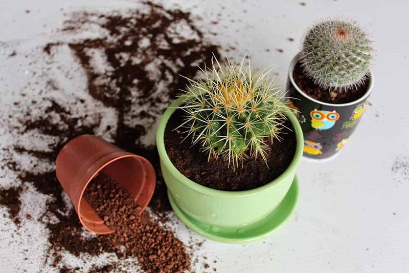 cómo cuidar un cactus después del trasplante