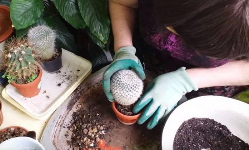 préparer un cactus pour le repiquage