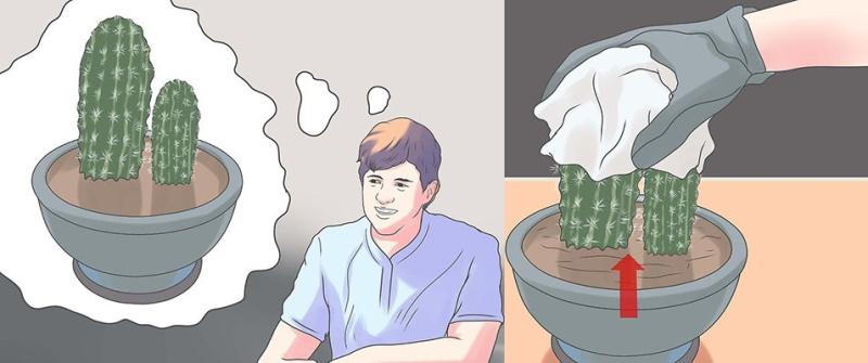 la necesidad de trasplantar cactus