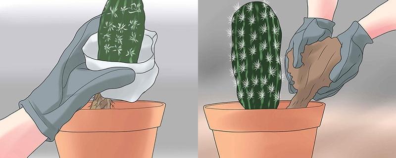 plantar un cactus y llenar la maceta con tierra