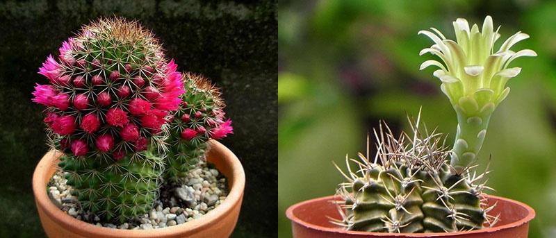 cómo cuidar un cactus para que florezca