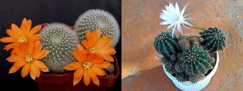 cactus en fleurs