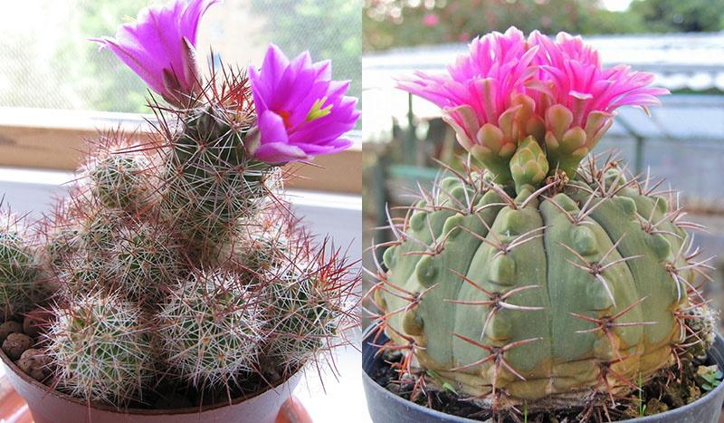 merveilleuse floraison