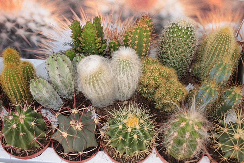 cómo cuidar diferentes tipos de cactus