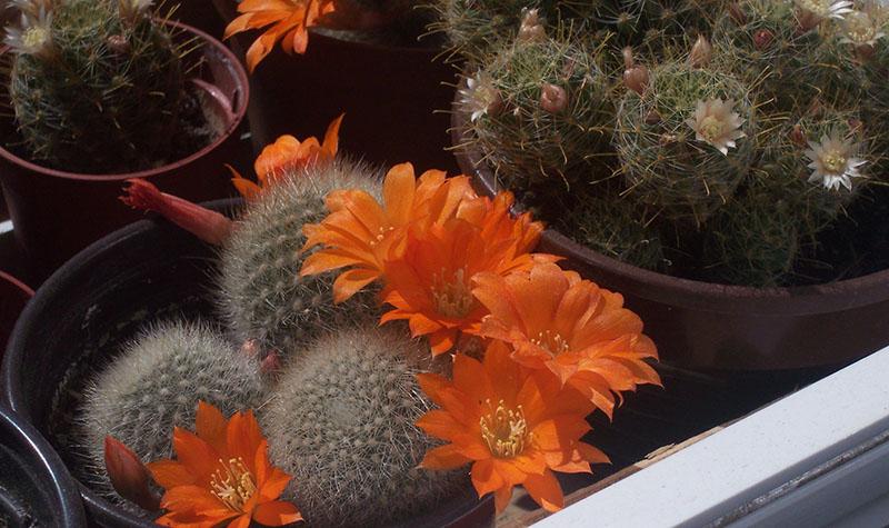 cómo cuidar un cactus en flor