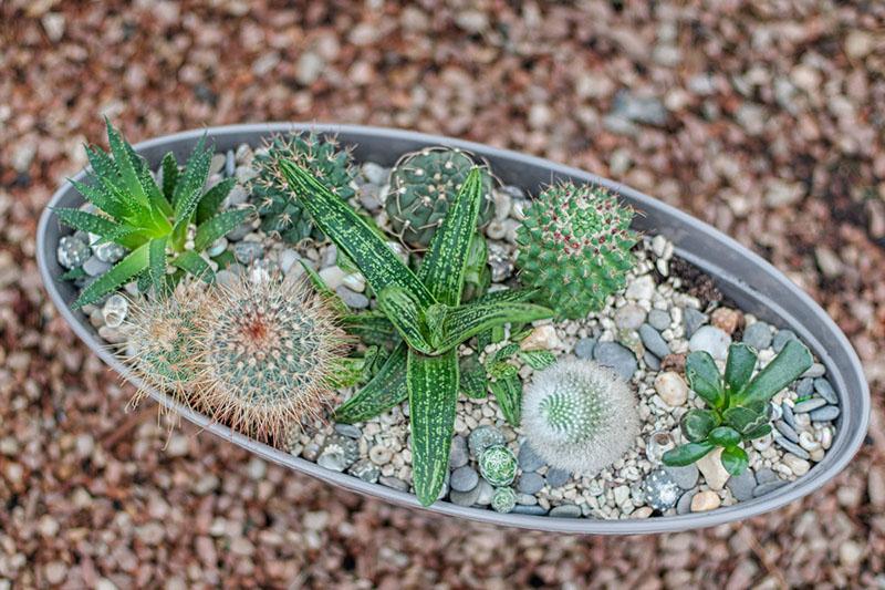 pot de cactus peu profond