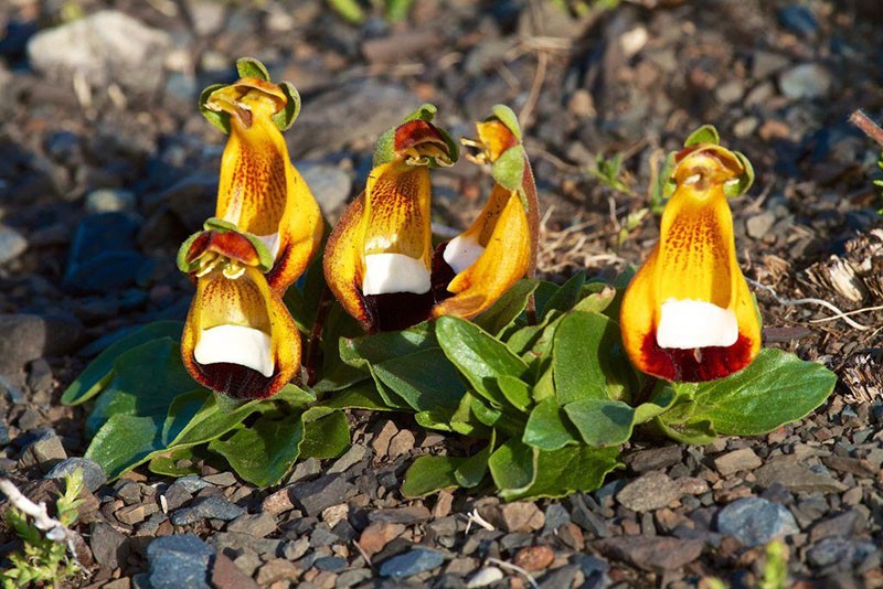 calceolaria de una sola flor