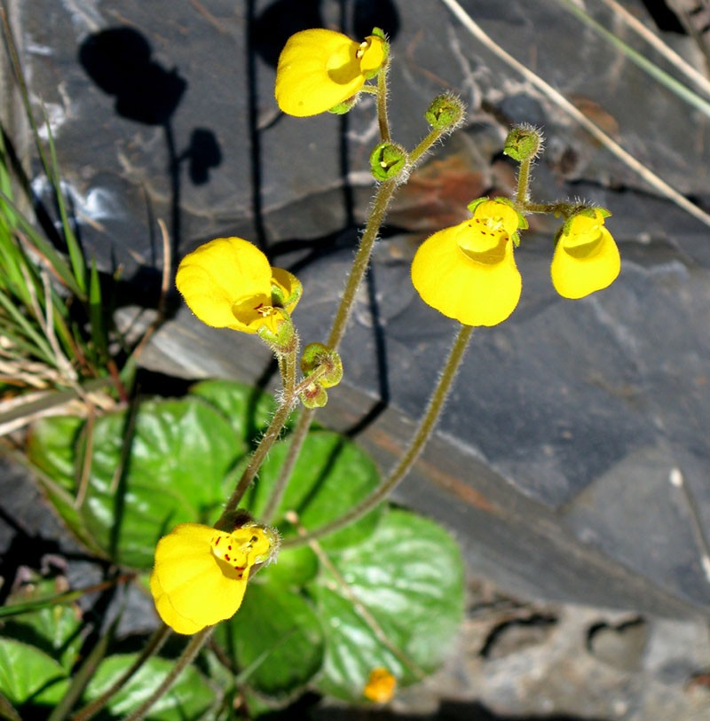 calceolaria de dos flores