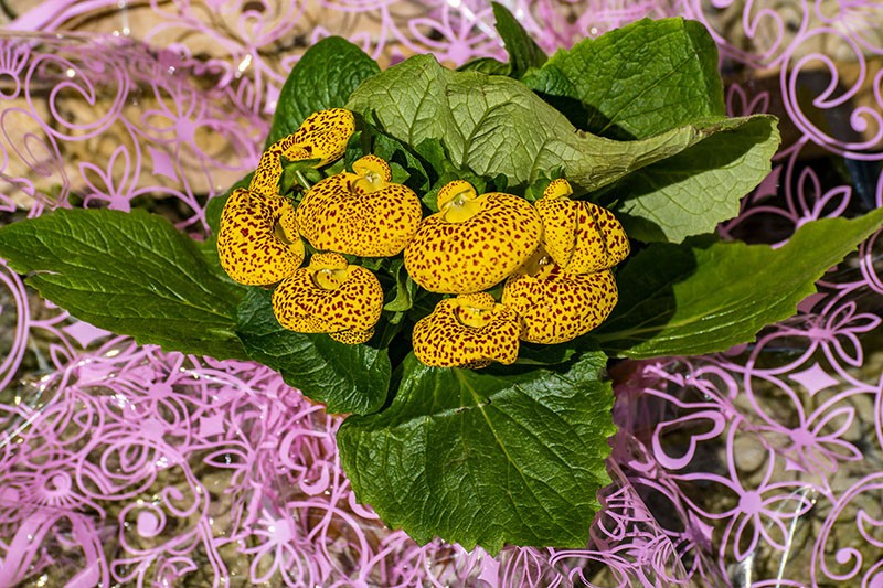 calceolaria comprada en la tienda